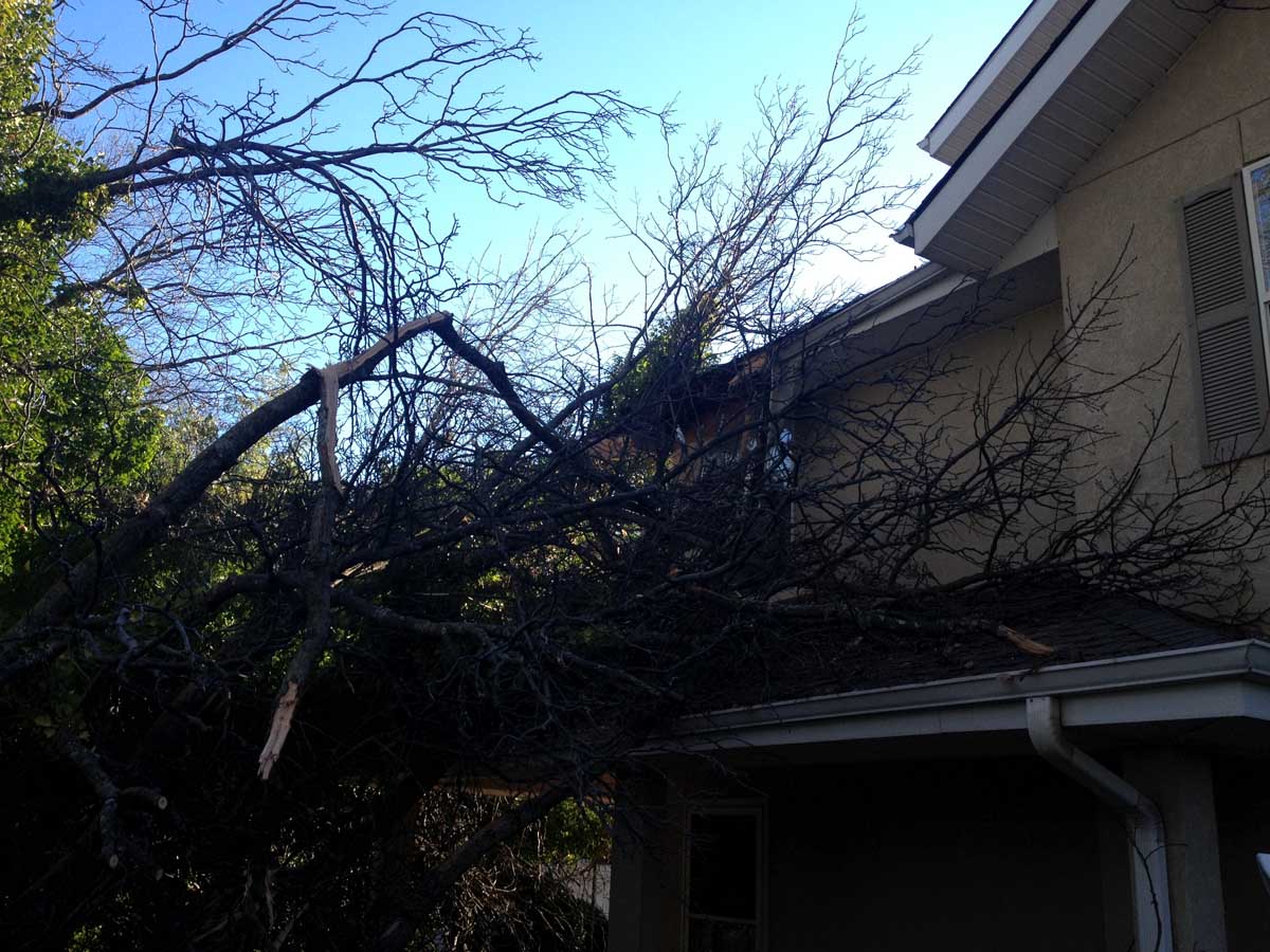 Fallen Tree Emergency 1