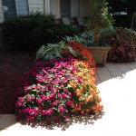 Mature Planting (Seasonal Color)