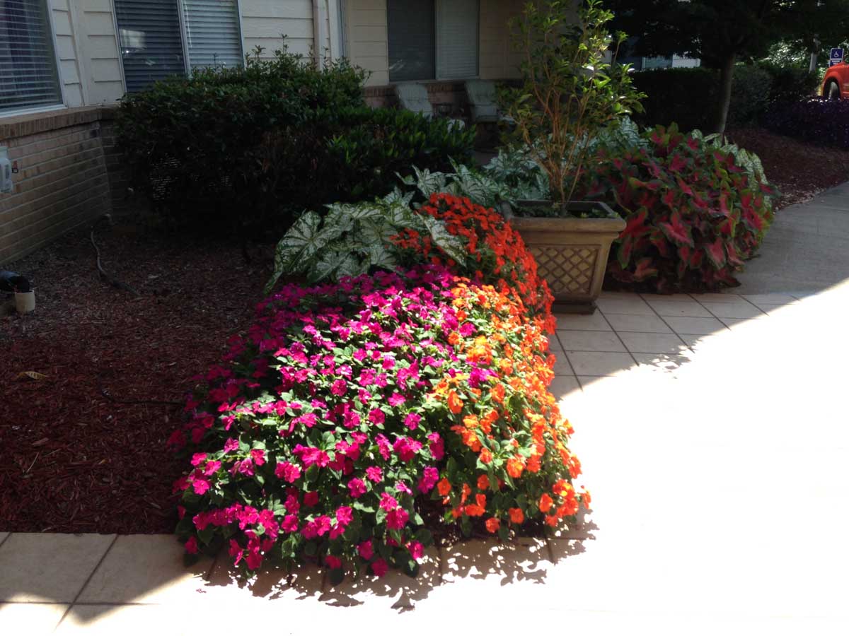 Mature Planting (Seasonal Color)