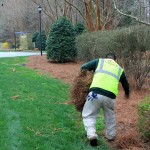 pine straw enhancement