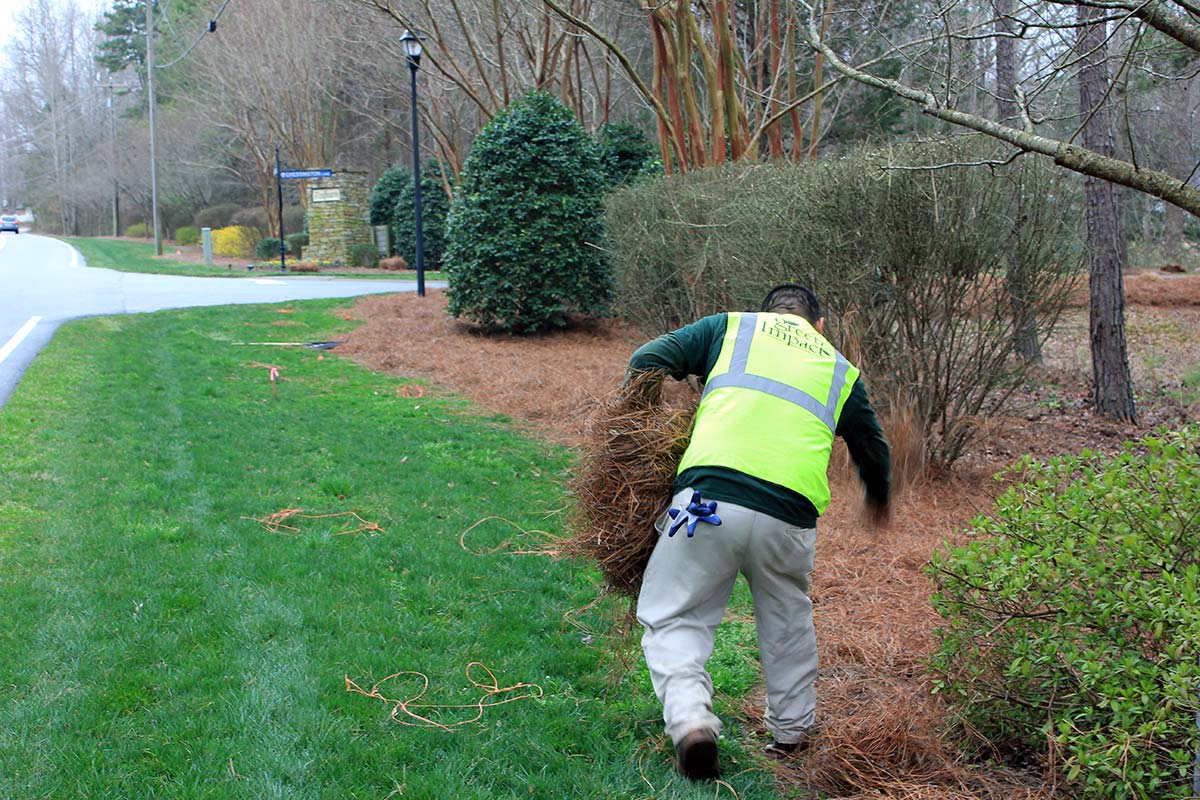 pine straw enhancement