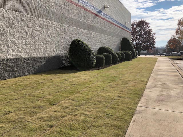 Sod Installation