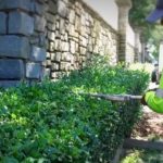 Trimming Shrubs