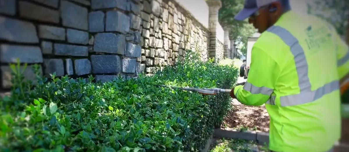 Trimming Shrubs